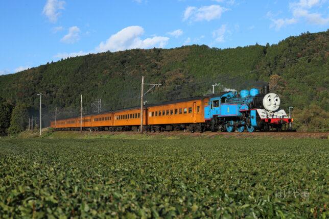11月29日「きかんしゃトーマス」抜里茶畑