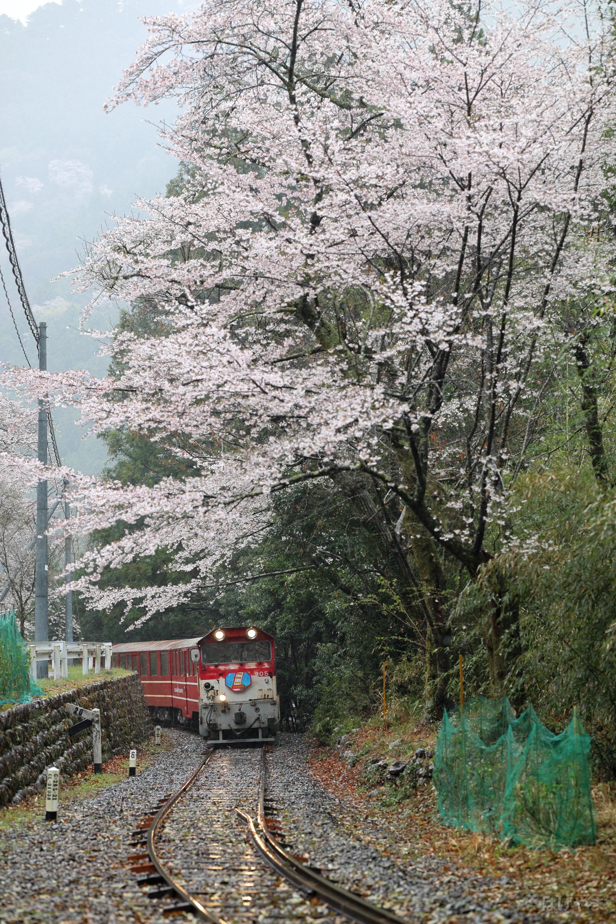 3月30日「202列車」沢間の桜